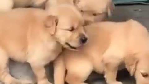 Cute baby puppy 🐶 Animals video