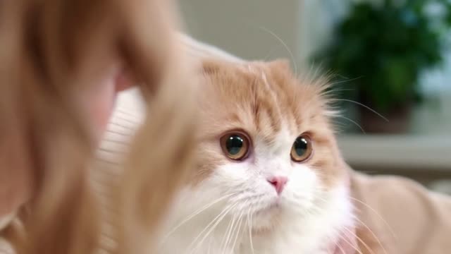 Kitten sticks head in jar to get cookies 😂😂😂😂 - Funny video