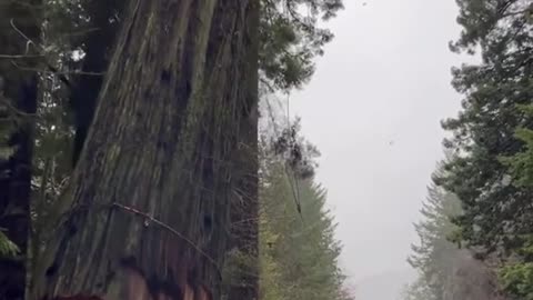 Dead tree making road safer