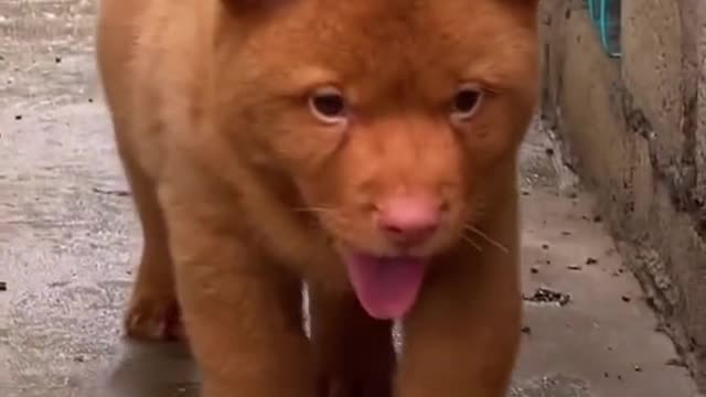 Beautiful puppies video