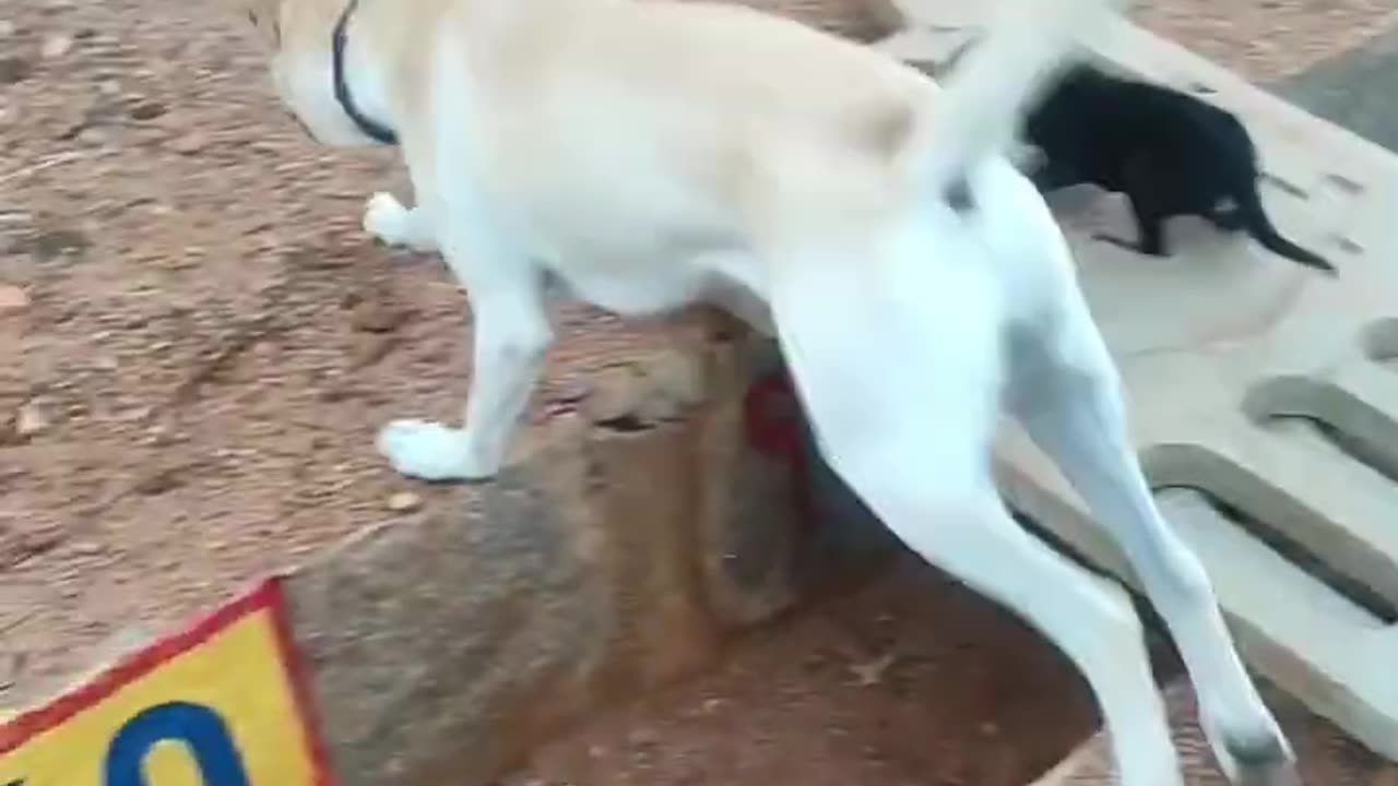 #cute dog family#dog playing with dog#happy#dog#animals
