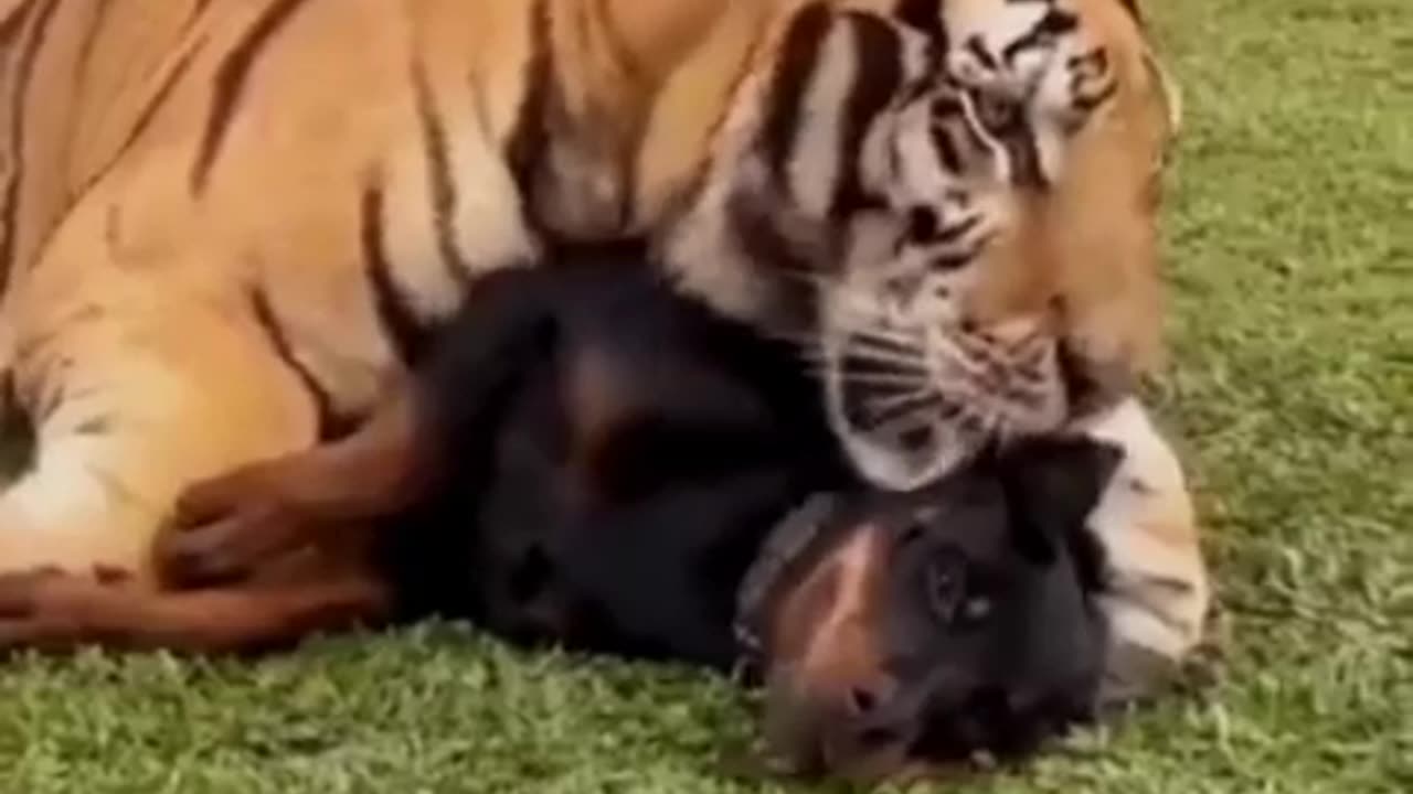 Tigers friends with dog