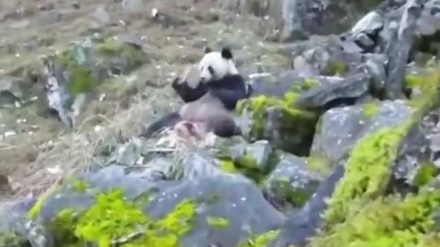 A wild panda eating meat in a region of China is discovered