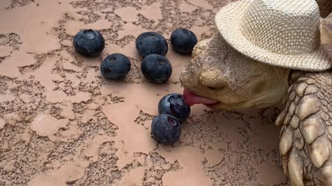 Larry Loves Blueberries