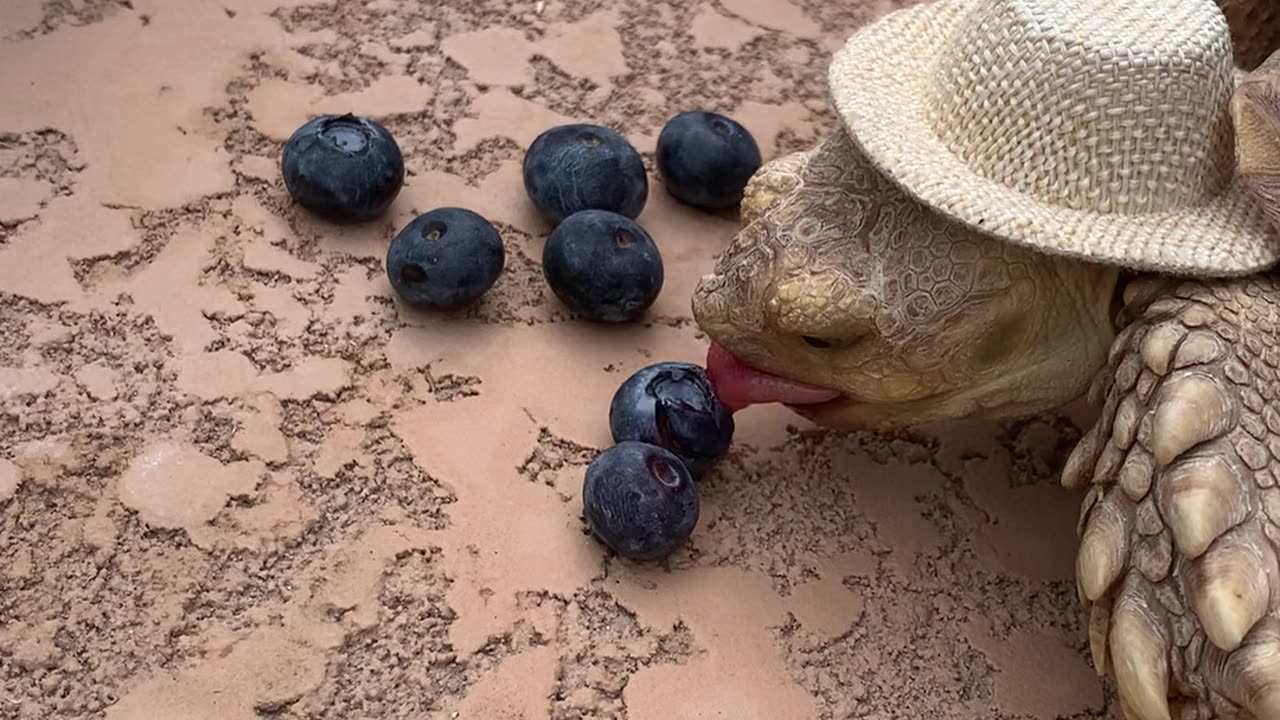 Larry Loves Blueberries