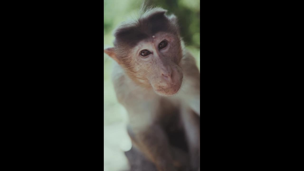 Vain Monkey Hates Banana in his Hair #animals #funny #comedy