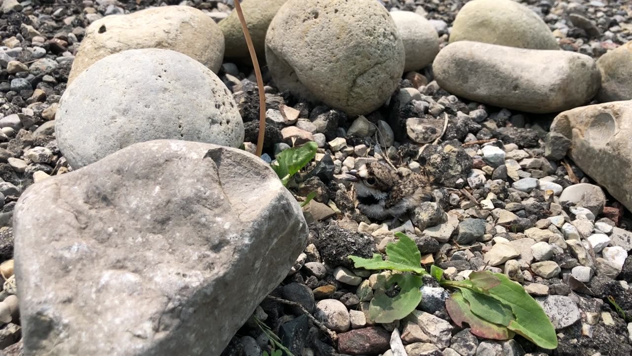 Last baby killdeer hatched but not exploring yet.