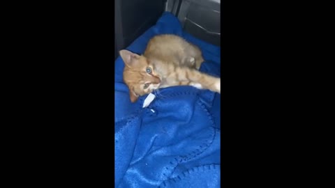 Funny Cat Videos