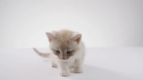 Adorable Kittens on White background Isolated