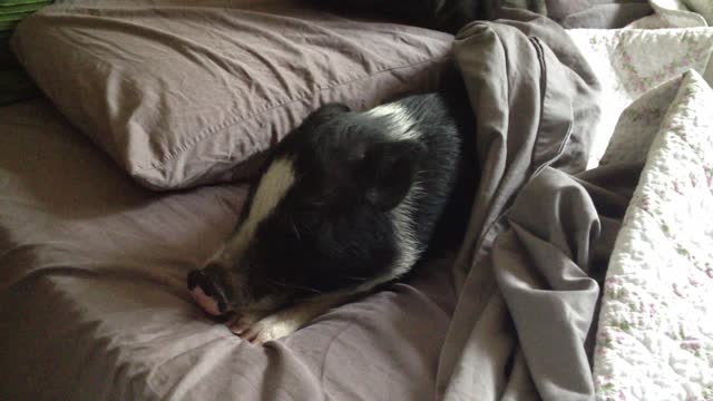 A mini pig on a rainy day