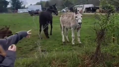 Poor dog got shocked....and the Donkey laughed at her😂