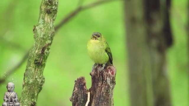 the cutest bird