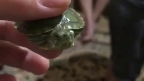 The smallest and most evil turtle in the world