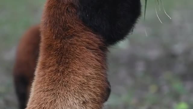 red pandas