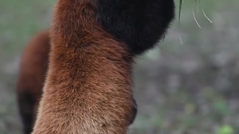 red pandas