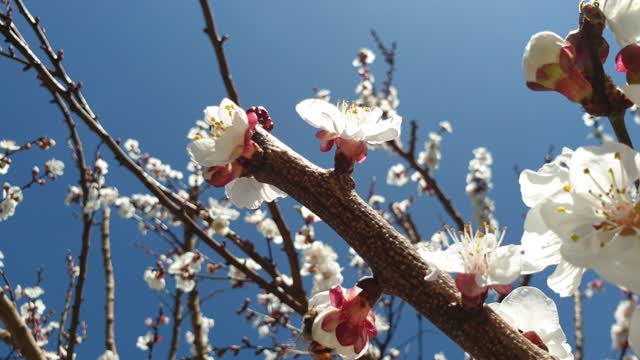 BEES & BLOSSOMS