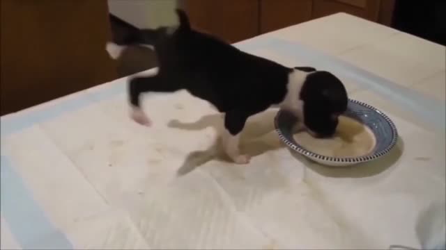 These are some of best FUNNY DOG videos in 2021 - TRY NOT TO LAUGH FUNNY VIDEOS