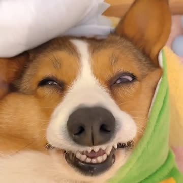 Comfy in his dragon outfit