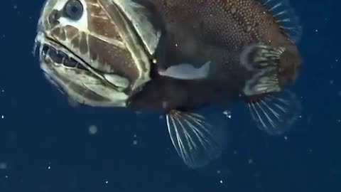 This is a beautiful and charming water-dwelling species