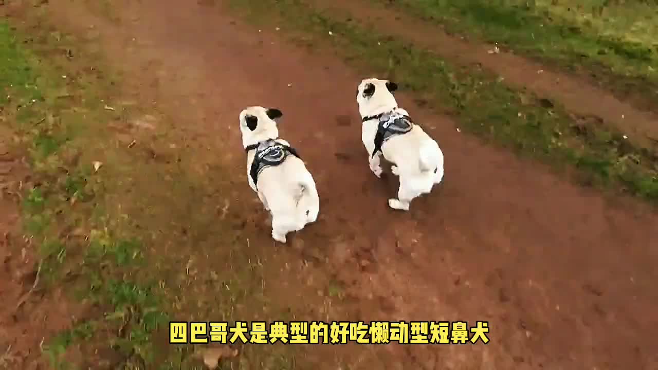 Pug Cold Knowledge