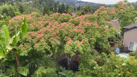 Mimosa tree erupting in blooms after the heatwave.