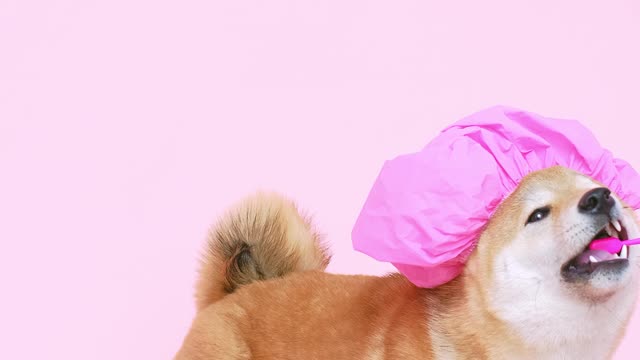 Cute Dog With Ashower Cap