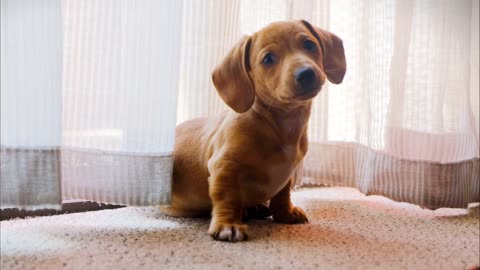 Cute dog surprised