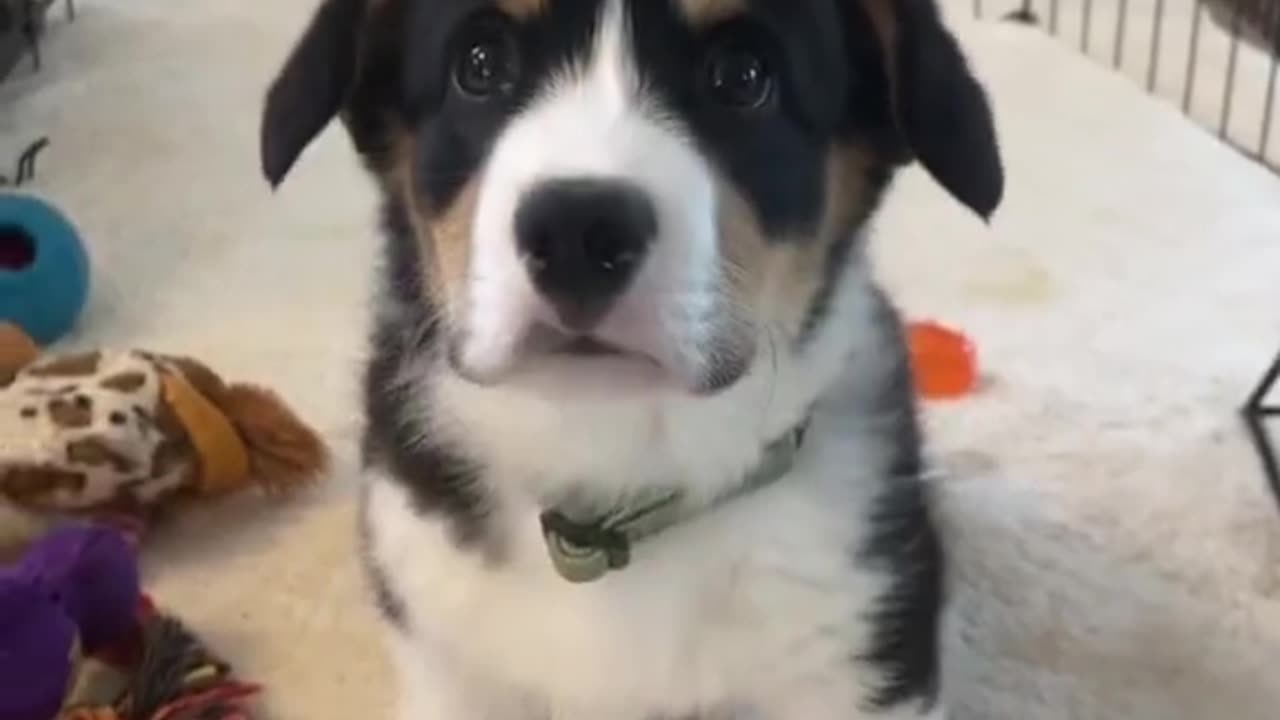 Best transition vid I’ve ever seen 🐶 #ZoomieMetamorphosis