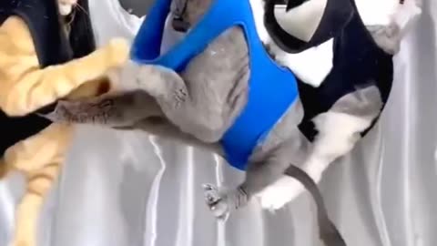 Funny cat