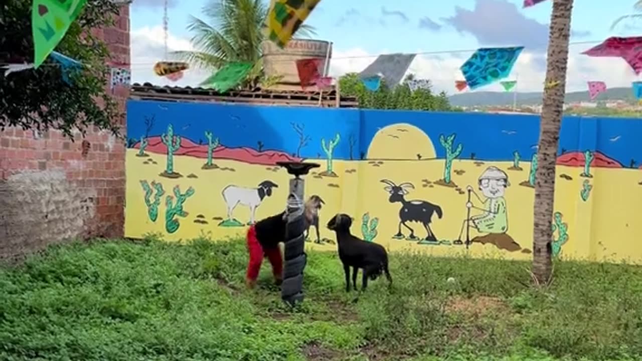 When goat is getting angry, try not to laugh