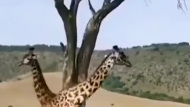 Wild animals zero distance giraffe