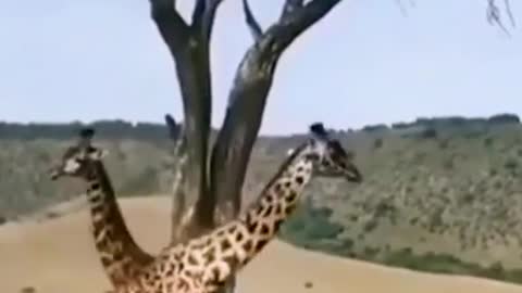 Wild animals zero distance giraffe