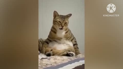 Cat funny video 🤣🤣🤣