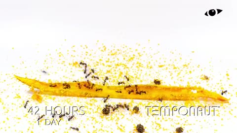 Ants vs Papaya