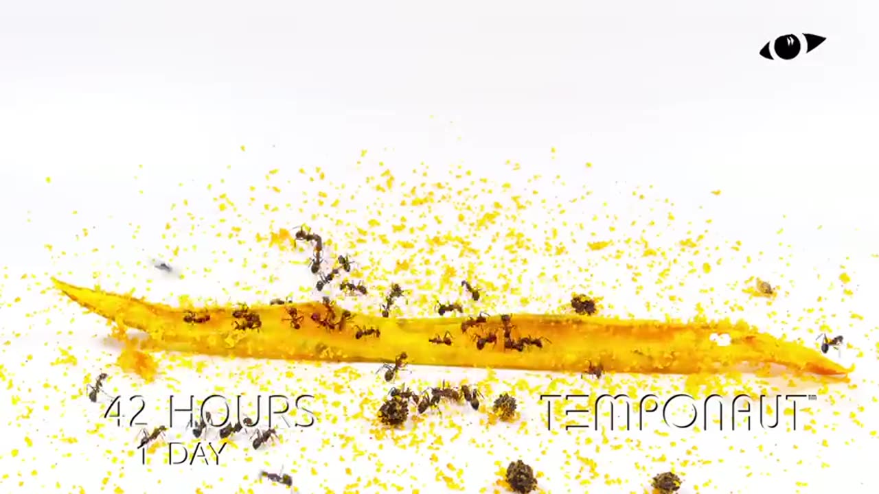 Ants vs Papaya