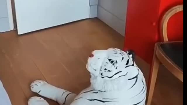 Cat & dog funniest videos