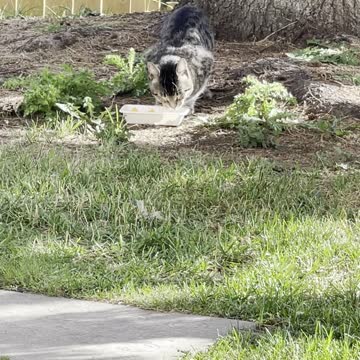 A beautiful cat eats under a tree