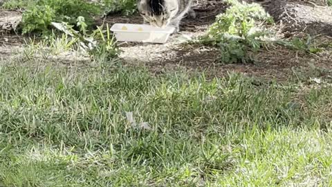 A beautiful cat eats under a tree