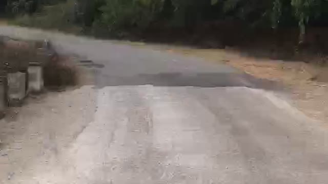 A ride through the Forest