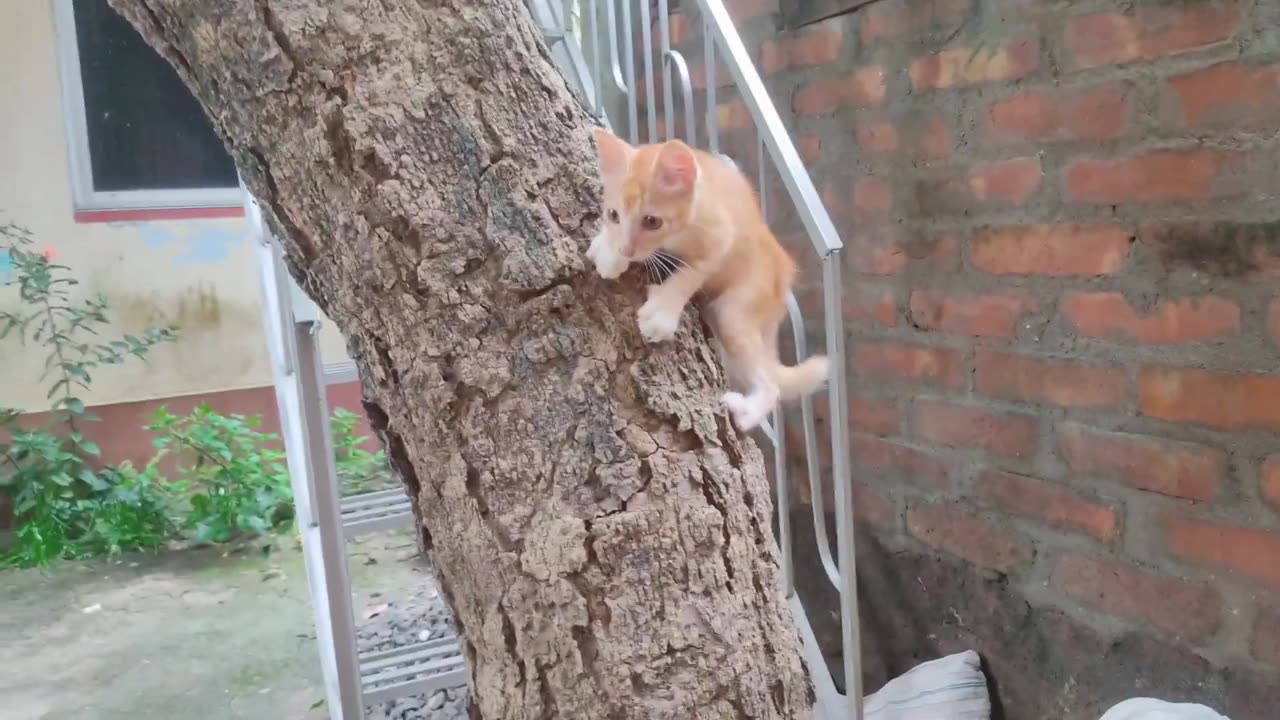 Cute cats climbing on a big tree || funny cat video,,,,,,