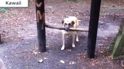 Try Not To Laugh