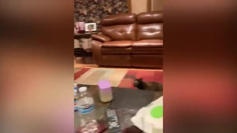 Cute cat funny movement