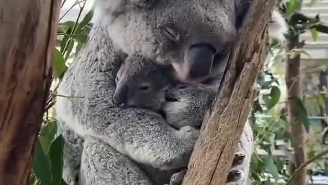 The koala