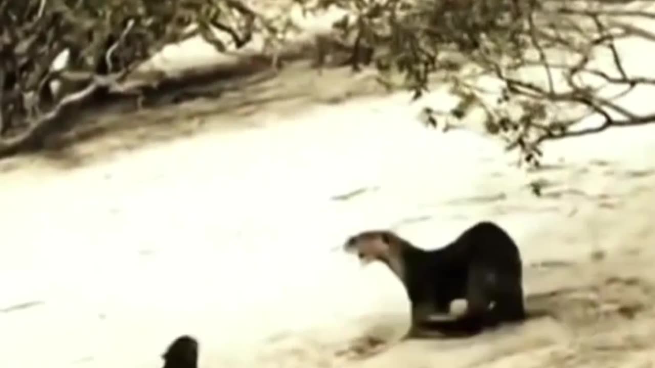 Jaguar vs Nutria gigante en tierra Amazonas