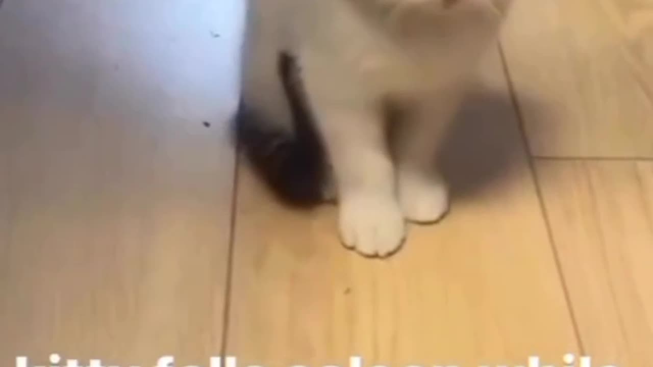 Cat fell a sleep while standing up