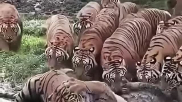 Tiger VS Tiger