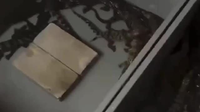baby crocodile