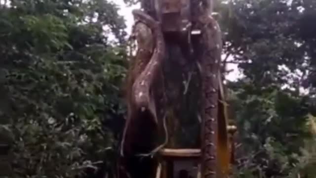 Believe it or Not! / ANACONDAš³