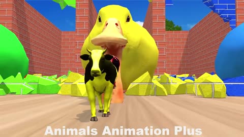 Animals video