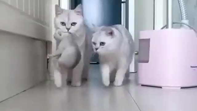Video Cute cat
